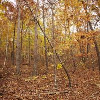 120 Acres with a Camp in Hamilton County Tennessee