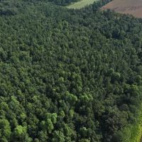 4.26 acres of Recreational Land and Possible Homestead For Sale in Duplin County NC images 3