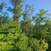 LA - Caldwell 240 acres - images 1