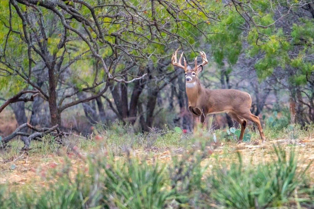 3521 Bryant Rd. in Schulenburg Texas featured image