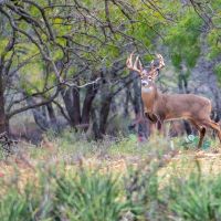 3521 Bryant Rd. in Schulenburg Texas