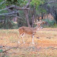 3521 Bryant Rd. in Schulenburg Texas images 5