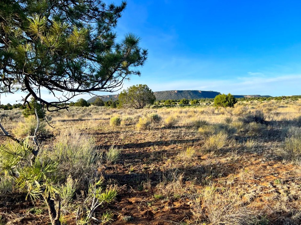 Zuni Mountain Elk Cattle Ranch featured image