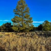 Zuni Mountain Elk Cattle Ranch images 4