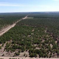 60 Acre Timber Properties Adams County images 2