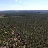 60 Acre Timber Properties Adams County images 4