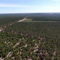 60 Acre Timber Properties Adams County images 5