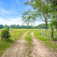 Incredible 143 acre hunting property near Athens. images 2