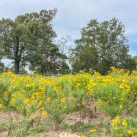 87 Acres Hwy 79 images 2