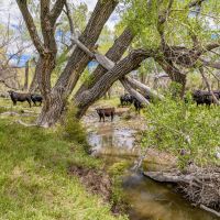 Coyote Creek Ranch images 4