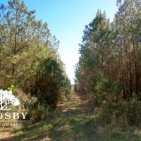 Ritter Salkehatchie images 4
