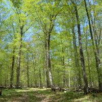 Quality wooded hunting building parcel Shawano County