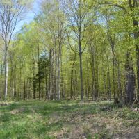 Quality wooded hunting building parcel Shawano County images 2