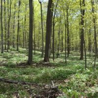 Quality wooded hunting building parcel Shawano County images 3