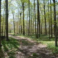 Quality wooded hunting building parcel Shawano County images 4