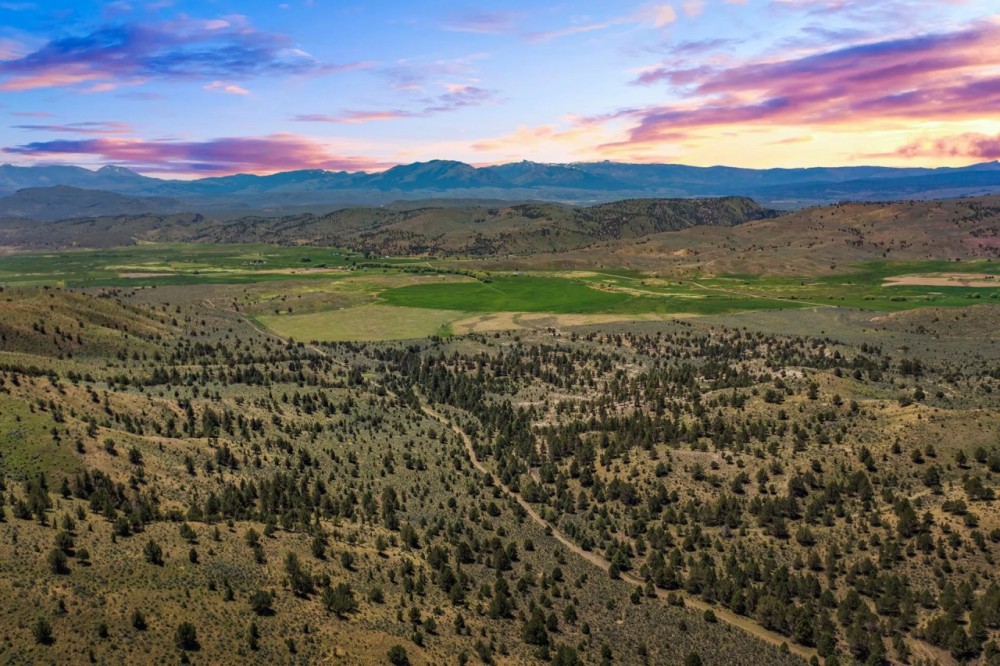 Four S Land Cattle featured image