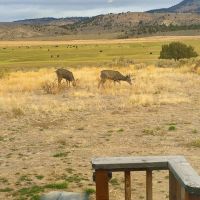 Four S Land Cattle images 5