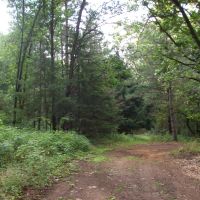Marquette County Wisconsin Recreational Land for Sale images 4