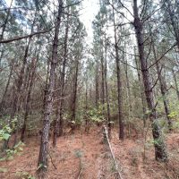 6 Acres in Perry County MS images 3