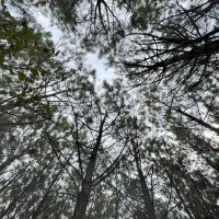 6 Acres in Perry County MS images 4