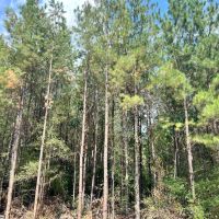 128 Acres in Wayne County MS