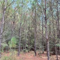 128 Acres in Wayne County MS images 3