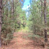 128 Acres in Wayne County MS images 4