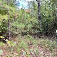 128 Acres in Wayne County MS images 5