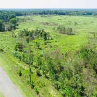 Dooly Longleaf