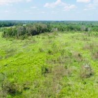 Dooly Longleaf images 3