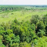 Dooly Longleaf images 4
