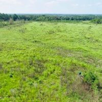 Dooly Longleaf images 5