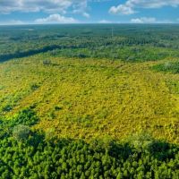 Sapelo River Tract images 3