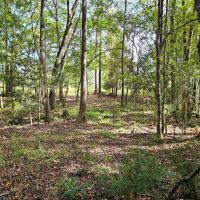 192 - Ac Telfair Tract images 4