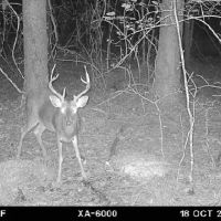 LA - Ouachita 42 acres - images 3