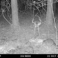 LA - Ouachita 42 acres - images 4