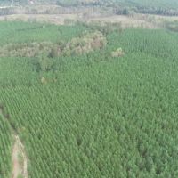 Harrison Pines images 2