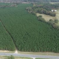 Harrison Pines images 3