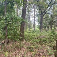 SHADE GROVE 20 images 4