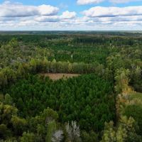 3.95 acres of Residential Timberland Land For Sale in Pitt County NC images 3