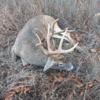 127 rural acres - with live water pasture and woods for sale in Ripley County MO