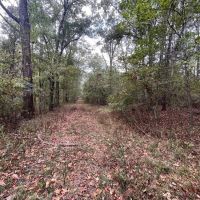 Hunting Land for Sale in Adams County Mississippi images 2
