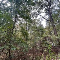 Hunting Land for Sale in Adams County Mississippi images 3