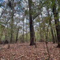 Hunting Land for Sale in Adams County Mississippi images 4