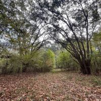 Hunting Land for Sale in Adams County Mississippi images 5