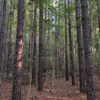 25 Deeded Acres of Timberland For Sale in Sussex County VA images 2