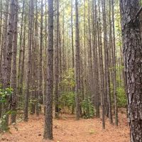 25 Deeded Acres of Timberland For Sale in Sussex County VA images 3