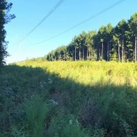 25 Deeded Acres of Timberland For Sale in Sussex County VA images 4