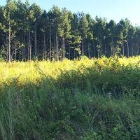 25 Deeded Acres of Timberland For Sale in Sussex County VA images 5