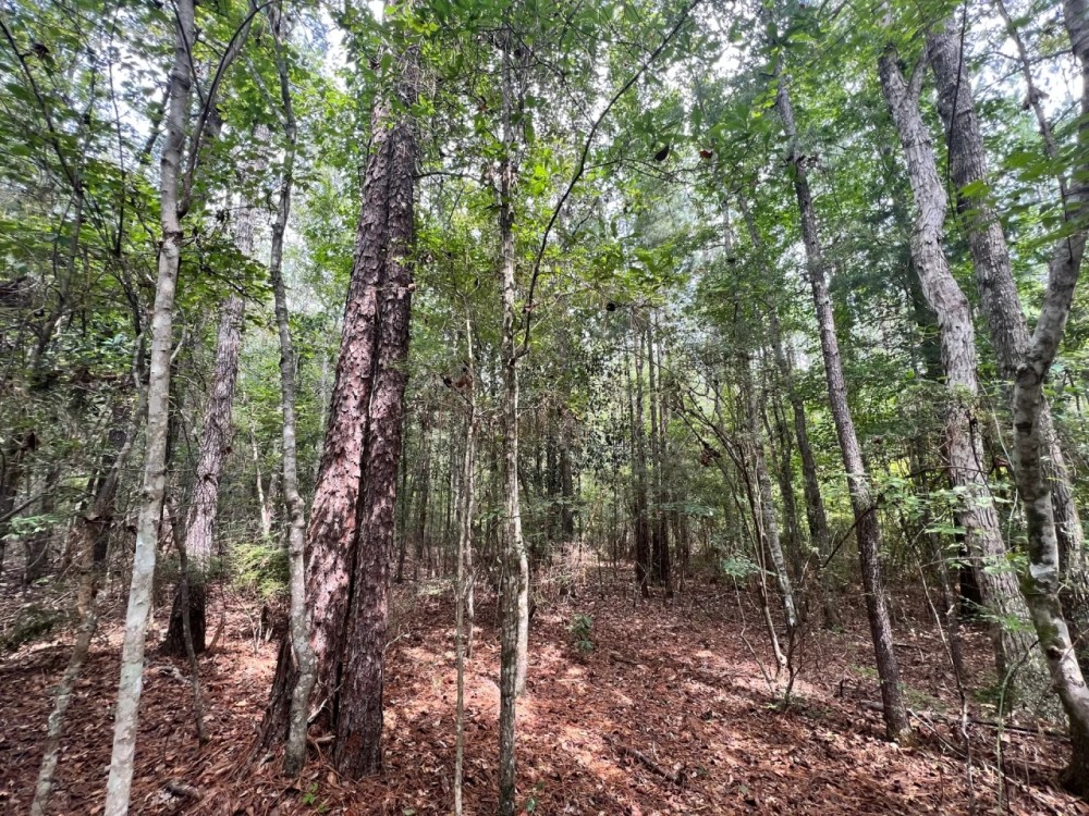 40 Acres in Wayne County MS featured image